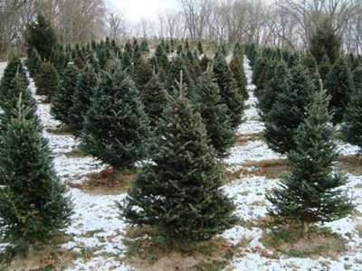 West Point Tree Farm