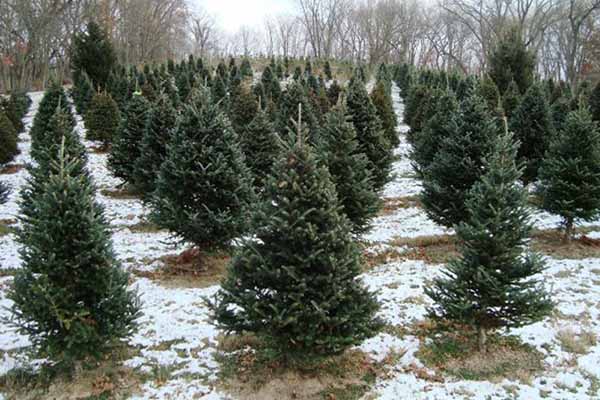 West Point Tree Farm